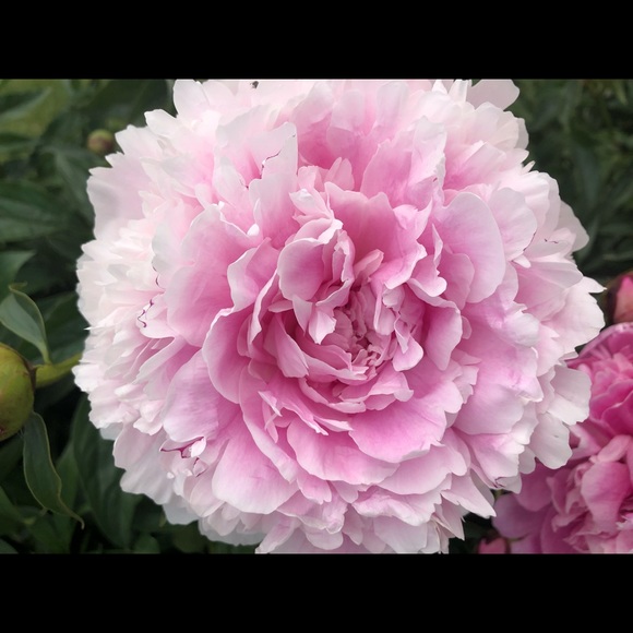 Meet your Posher, Emily - Picture 1 of 1